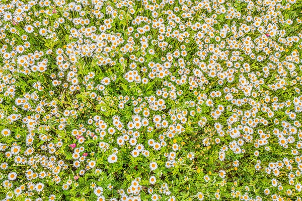 Top View Camomile Eye Daisy Meadow Daisies Top View Background — Stock Photo, Image