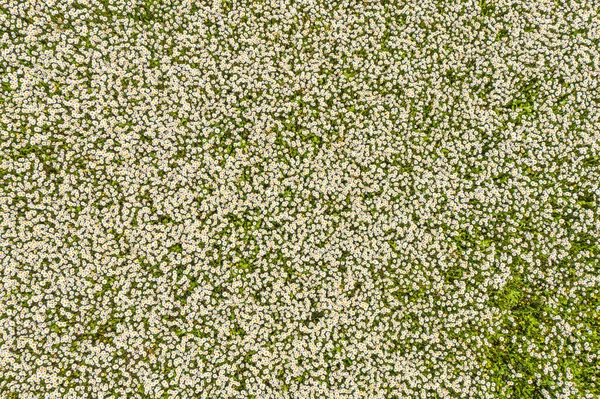 Top View Camomile Eye Daisy Meadow Daisies Top View Background — Stock Photo, Image