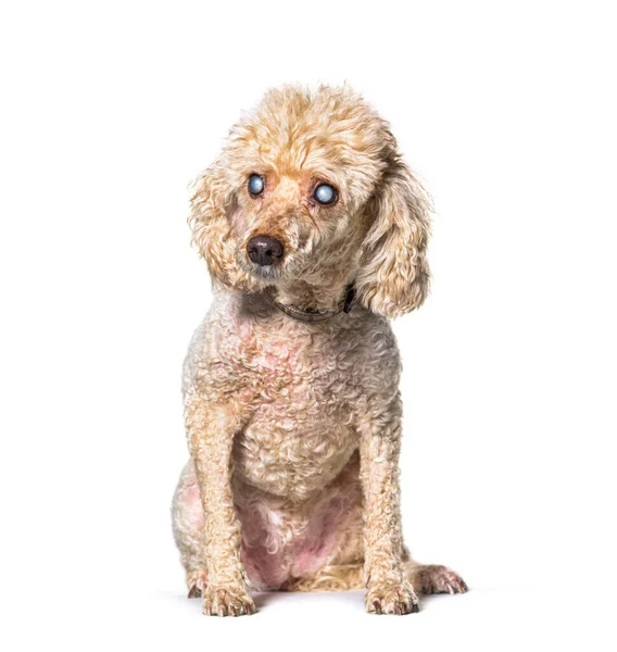 Old Blindness Poodle Dog Isolated White Stock Photo