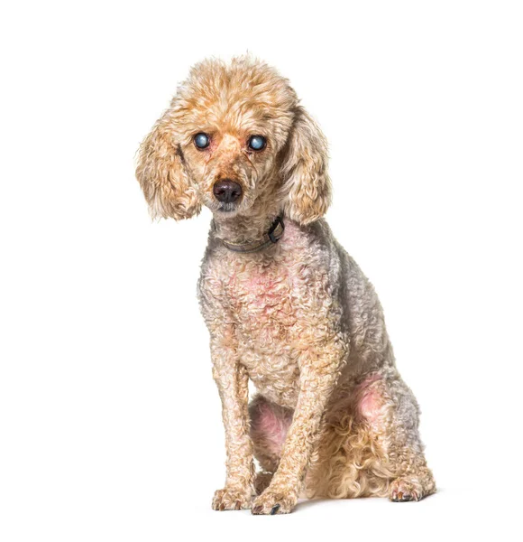 Old Blindness Poodle Dog Isolated White Royalty Free Stock Photos