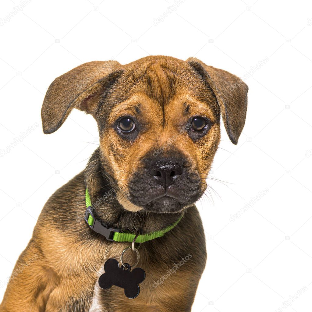 Head shot of an alert puppy crossbreed dog wearing a green collar and an empty identification tag, isolated