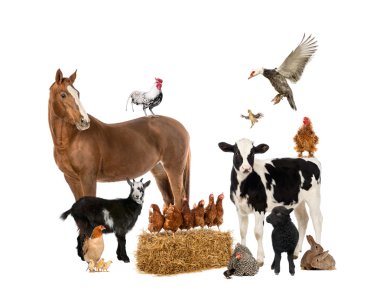 Group of farm animals clipart