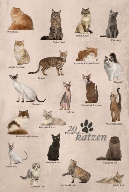 kedi doğurmak poster Almanca