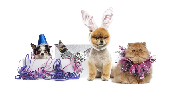 Dogs and cat partying — Stock Photo, Image