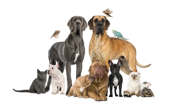 Gruppe von Haustieren - Hund, Katze, Vogel, Reptil, Kaninchen, isoliert auf — Stockfoto