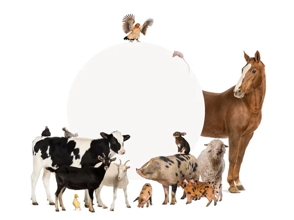 Groep van landbouwhuisdieren rond een leeg teken — Stockfoto