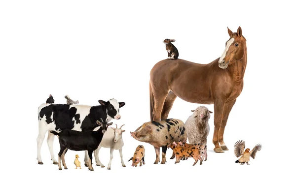 Groep van landbouwhuisdieren — Stockfoto