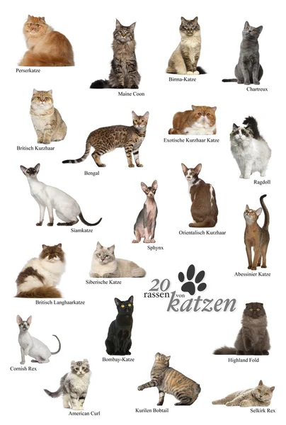 Cartel de razas de gato en alemán — Foto de Stock