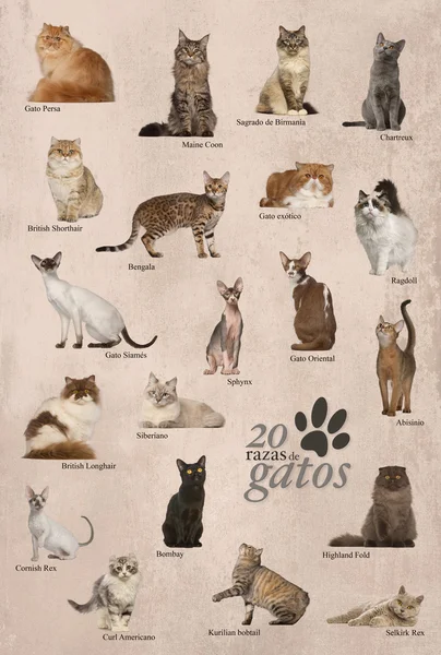 Cartaz de raças de gato em espanhol — Fotografia de Stock