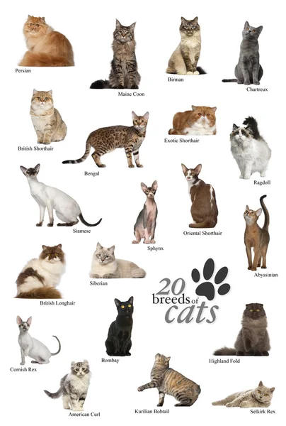 Породы котов плакат на английском языке — стоковое фото