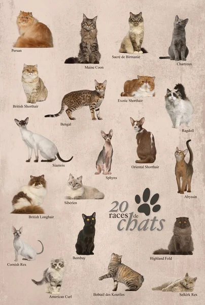 Kočičí plemena plakát ve francouzské — Stock fotografie