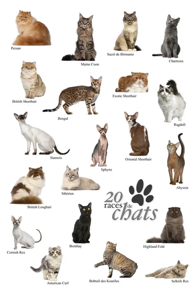 Affiche races de chats en français — Photo