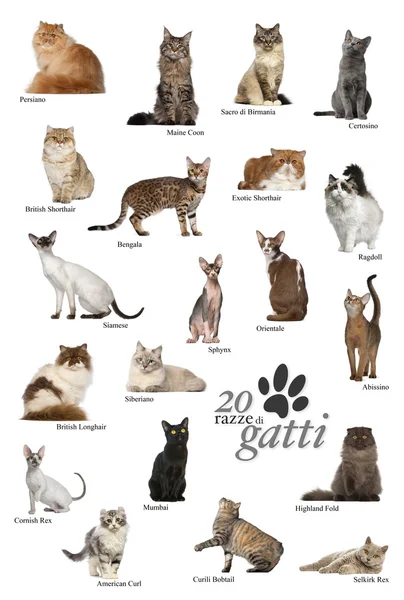 Cartel de razas de gato en italiano — Foto de Stock