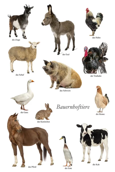 Cartel educativo con animales de granja en alemán —  Fotos de Stock