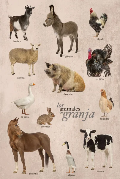 Cartel educativo con animales de granja en español — Foto de Stock