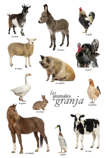 农场动物西班牙语教育海报 — 图库照片