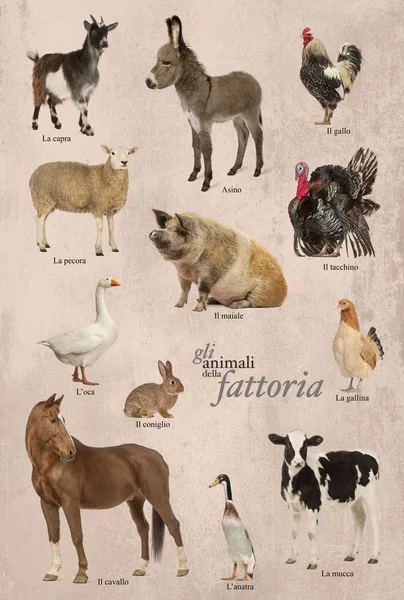 Manifesto didattico con animali da fattoria in italiano — Foto Stock