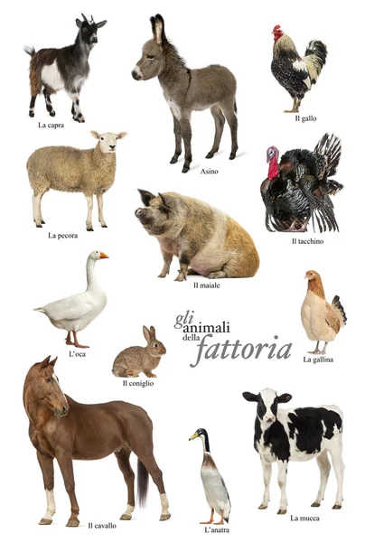 Cartel educativo con animales de granja en italiano — Foto de Stock