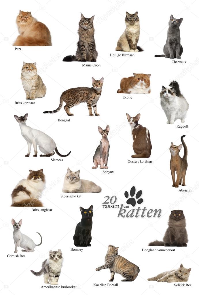Cat breeds poster in Dutch Stock Photo by ©lifeonwhite 53299069