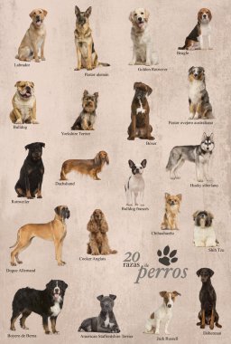 köpek ırkları poster İspanyolca
