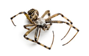 ölü eşek arısı örümcek, argiope bruennichi,
