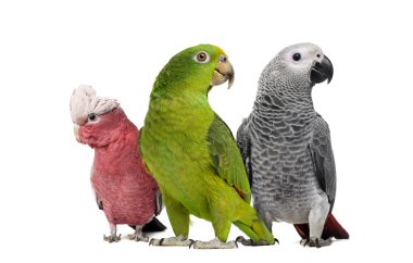 Group of parrots clipart