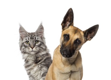 Belçika çoban köpeği ve bir kedi yakın çekim