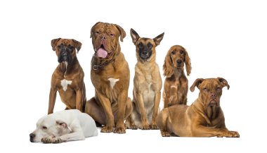 Köpekler Grubu