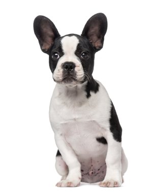 Fransız Bulldog köpek yavrusu (3 aylık)