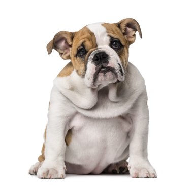 İngilizce bulldog yavrusu (3 aylık)