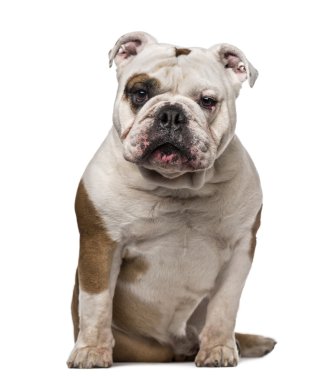 İngilizce Bulldog (6 yaşında)