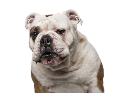 İngilizce Bulldog (6 yaşında)