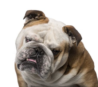 İngilizce bulldog (3 yaşında)