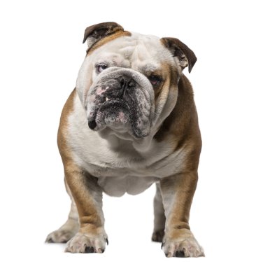 İngilizce bulldog (3 yaşında)