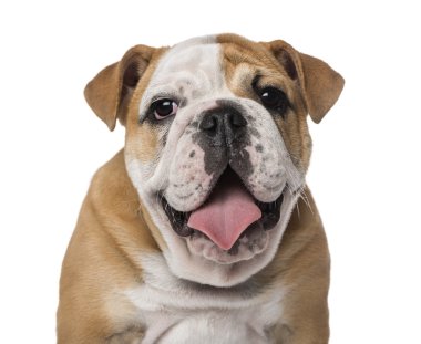 İngilizce bulldog yavrusu (4 aylık)