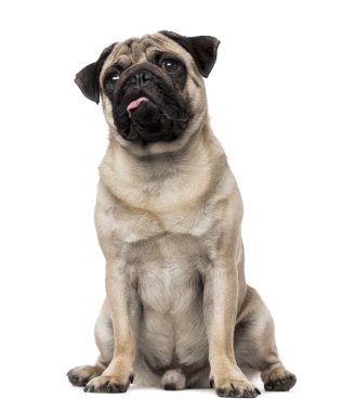 Pug (8 ay yaşlı)