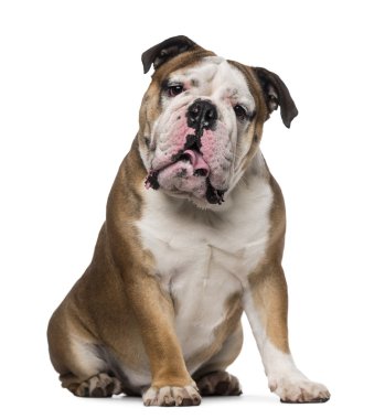 İngilizce bulldog (1 yaşında)