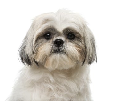 Shih tzu (18 aylık)