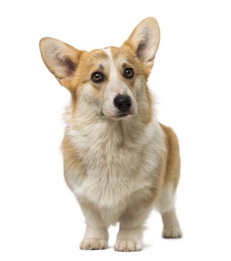 Galce corgi pembroke (7 aylık)