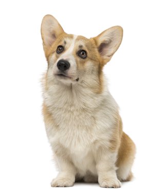 Galce corgi pembroke (7 aylık)