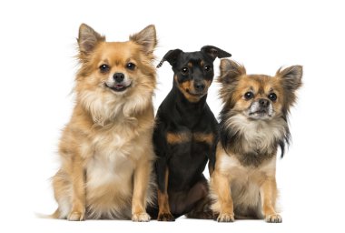 minyatür pinscher ve chihuahua