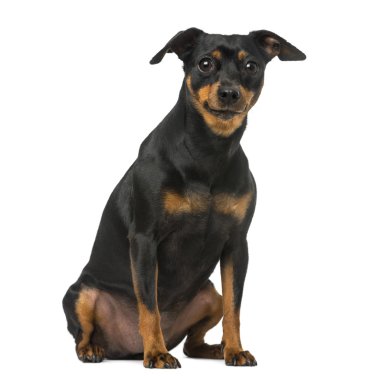 minyatür pinscher ve chihuahua