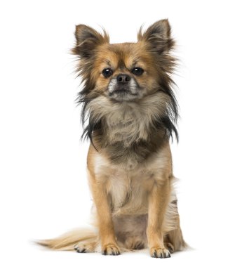 Chihuahua (2 yaşında)