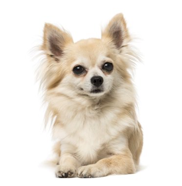 Chihuahua yalan ve uzağa arıyorsunuz