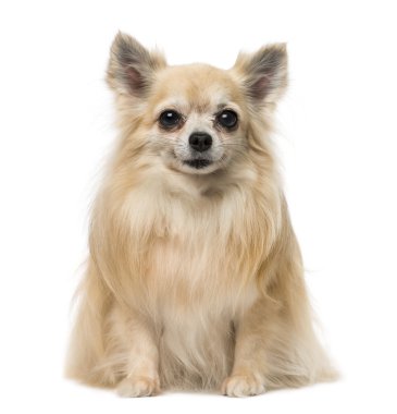 Chihuahua oturma ve gülümseyerek