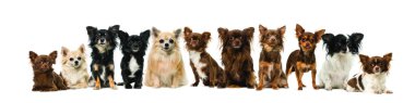 chihuahuas grubu