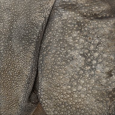 Hint gergedan ten yakın çekim