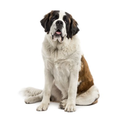 Saint bernard oturan