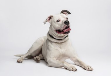 아메리칸 불독 (20 개월Amerikan bulldog (20 aylık)