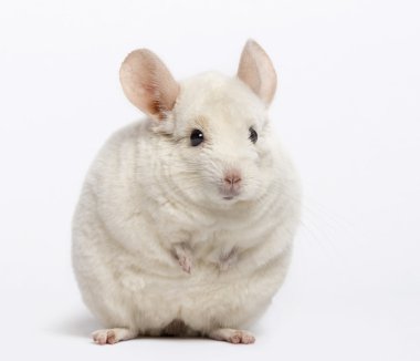 chinchilla (6 years old) clipart